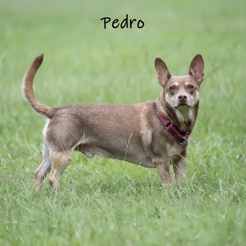 Pedro thumbnail 6