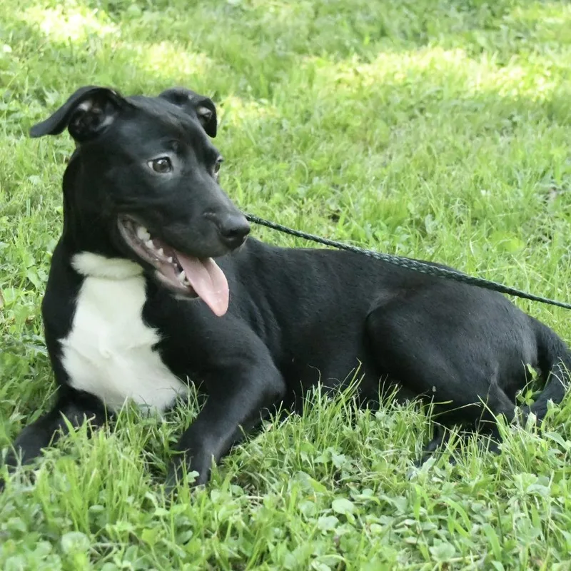 A young medium-sized female Black Labrador Retriever dog named Georgia for adoption in Natchez, MS