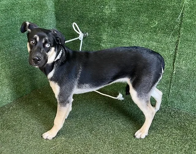 A young large-sized female German Shepherd Dog dog named Lucy for adoption in Agoura, CA