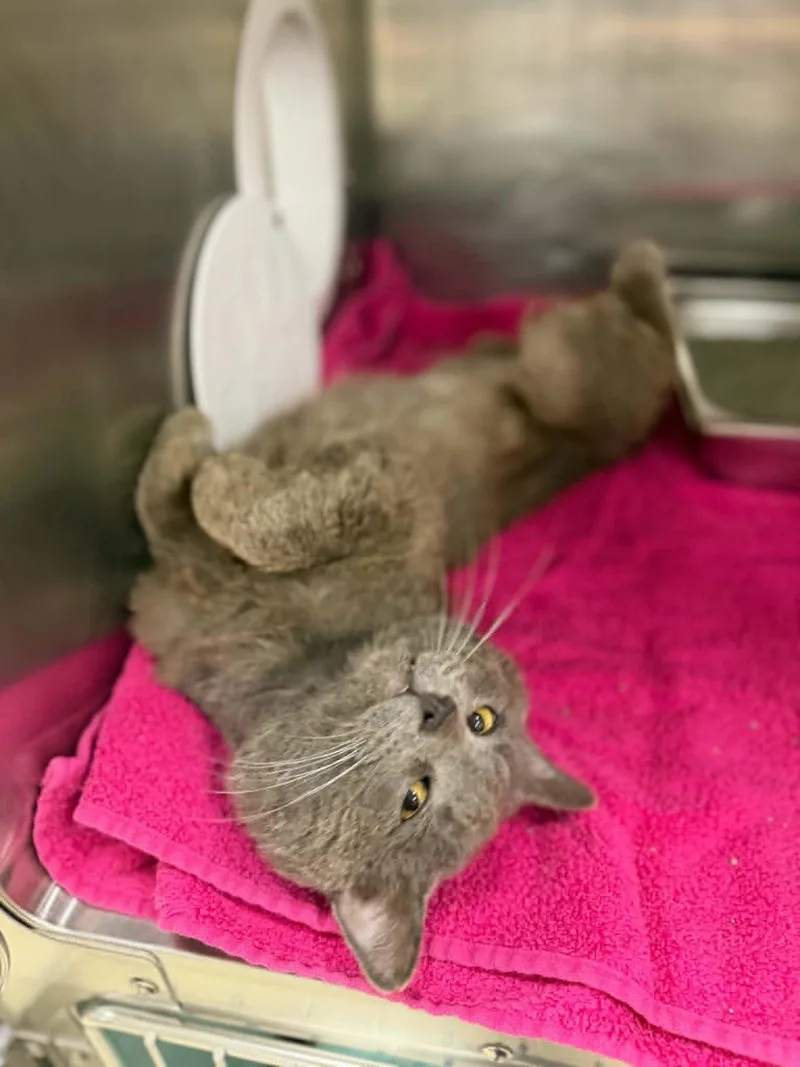 An adult medium-sized male Domestic Short Hair cat named Churo for adoption in Hagerstown, MD
