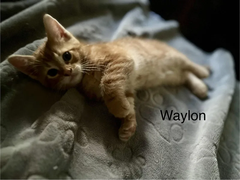 A young medium-sized male Domestic Short Hair cat named Waylon BM for adoption in Clinton, MI