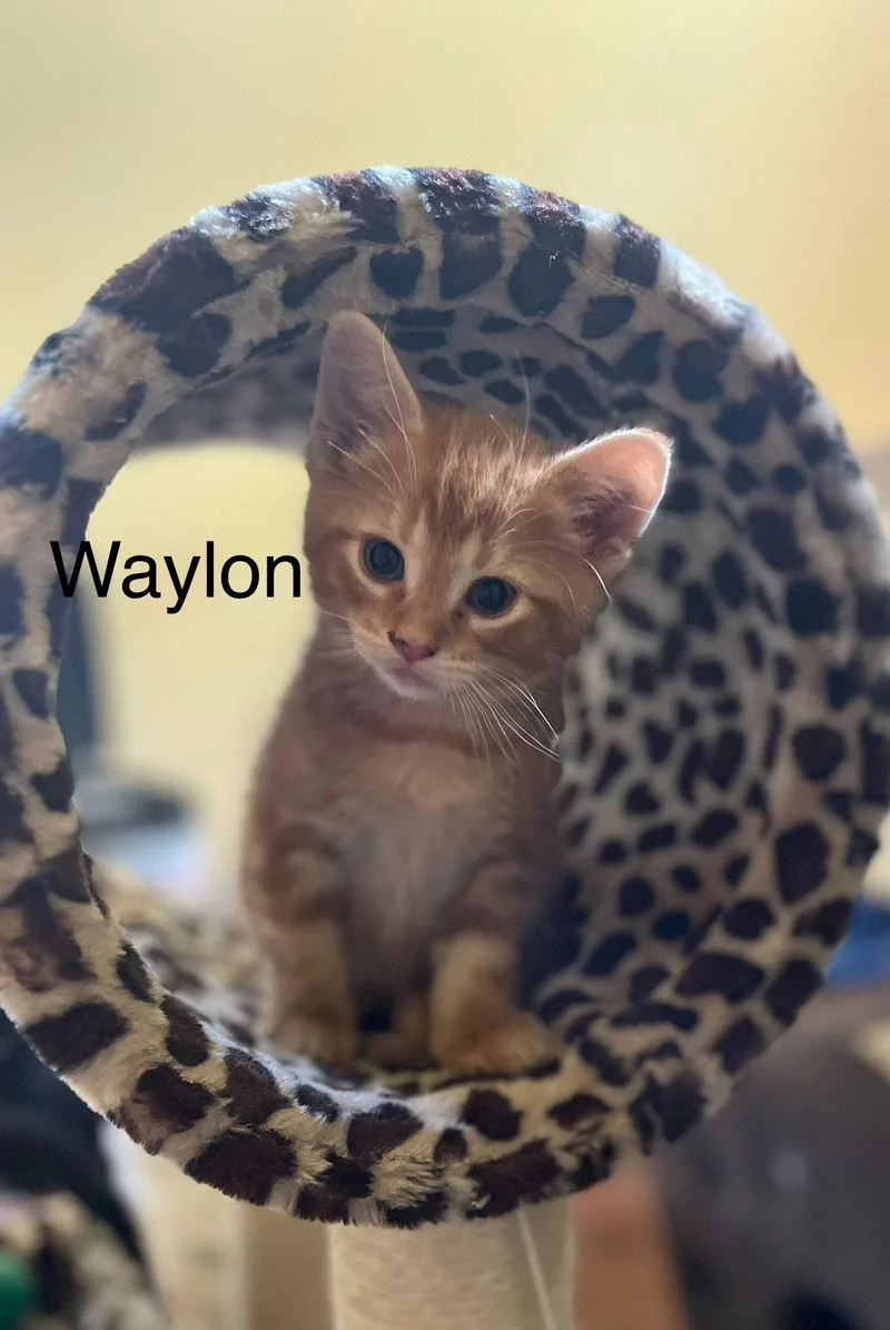Waylon BM thumbnail 2