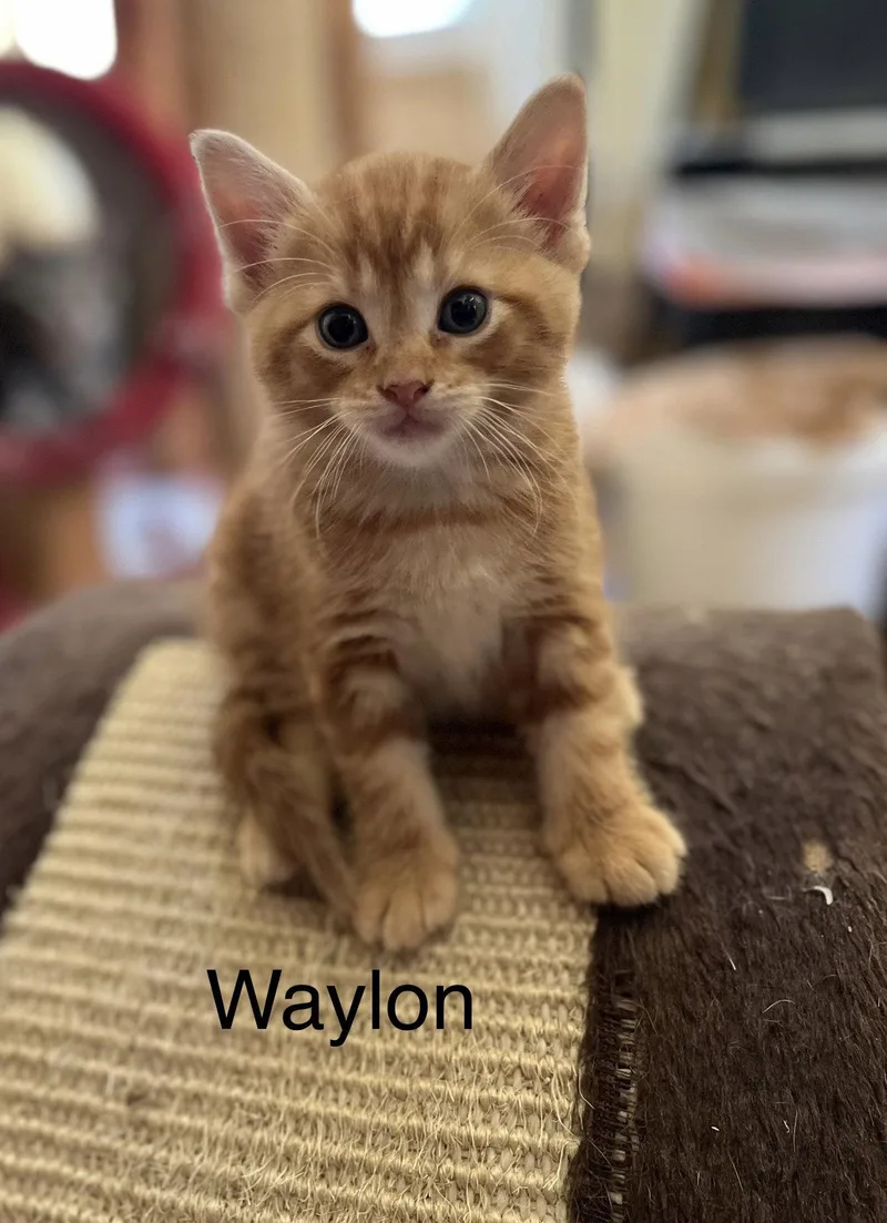 Waylon BM thumbnail 3