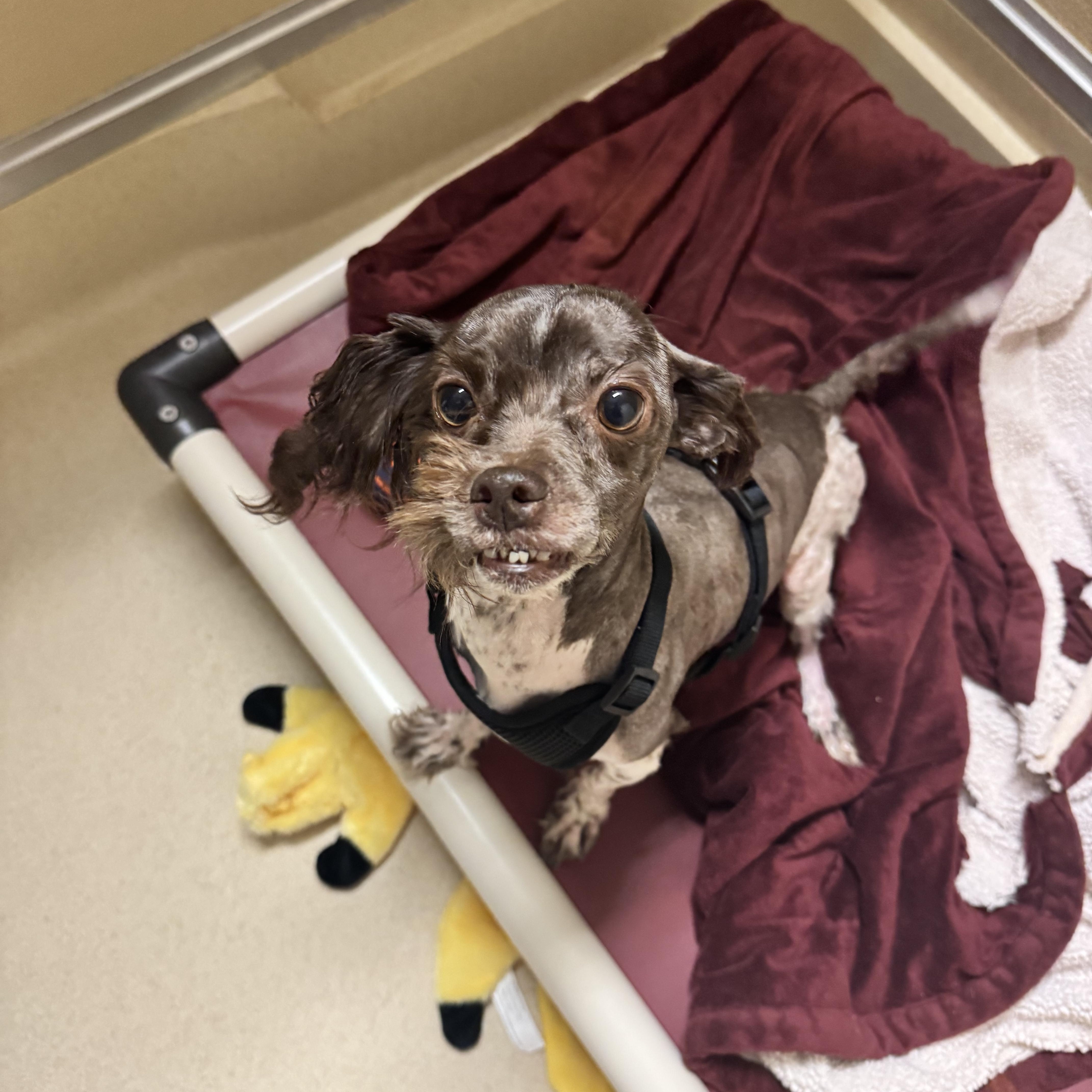 An adult small-sized female Brown / Chocolate Havanese dog named Gracie for adoption in Dodgeville, WI