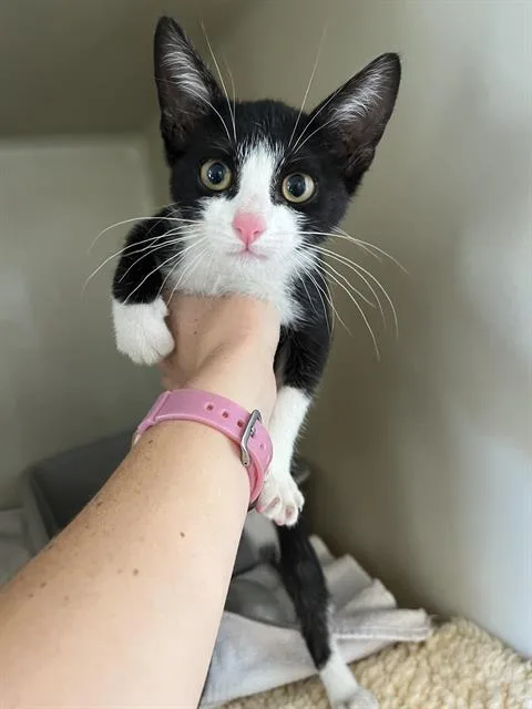 A baby small-sized male Domestic Short Hair cat named Sebastian for adoption in Santa Cruz, CA
