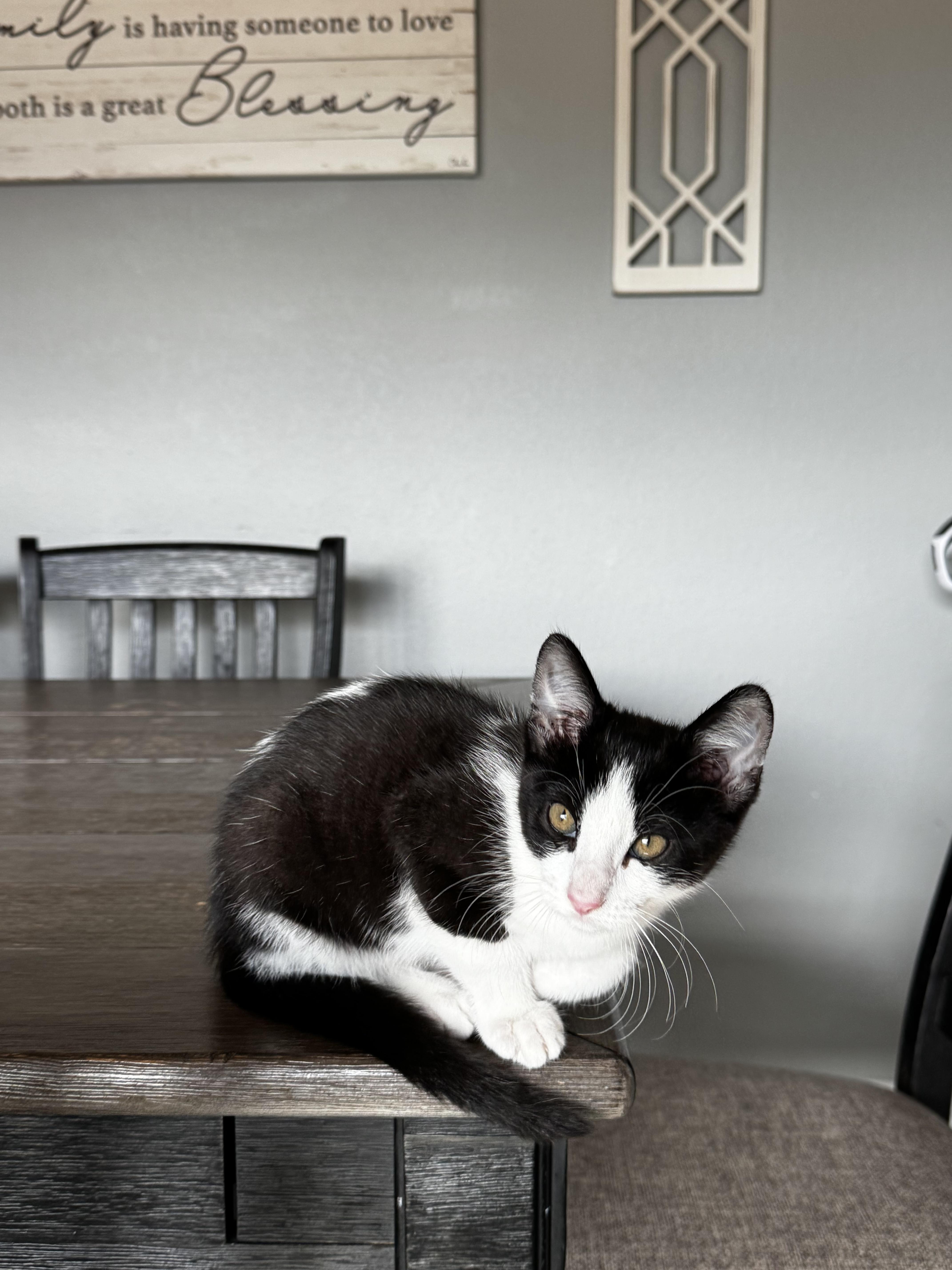 A baby small-sized male Domestic Short Hair cat named Clint for adoption in Dixon, CA