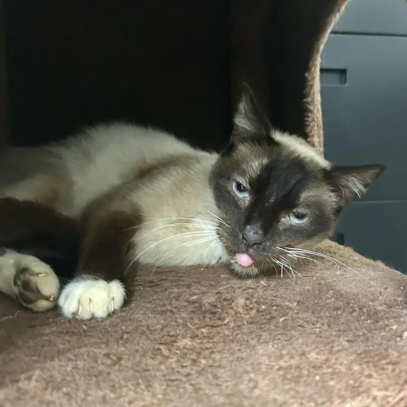 Simon