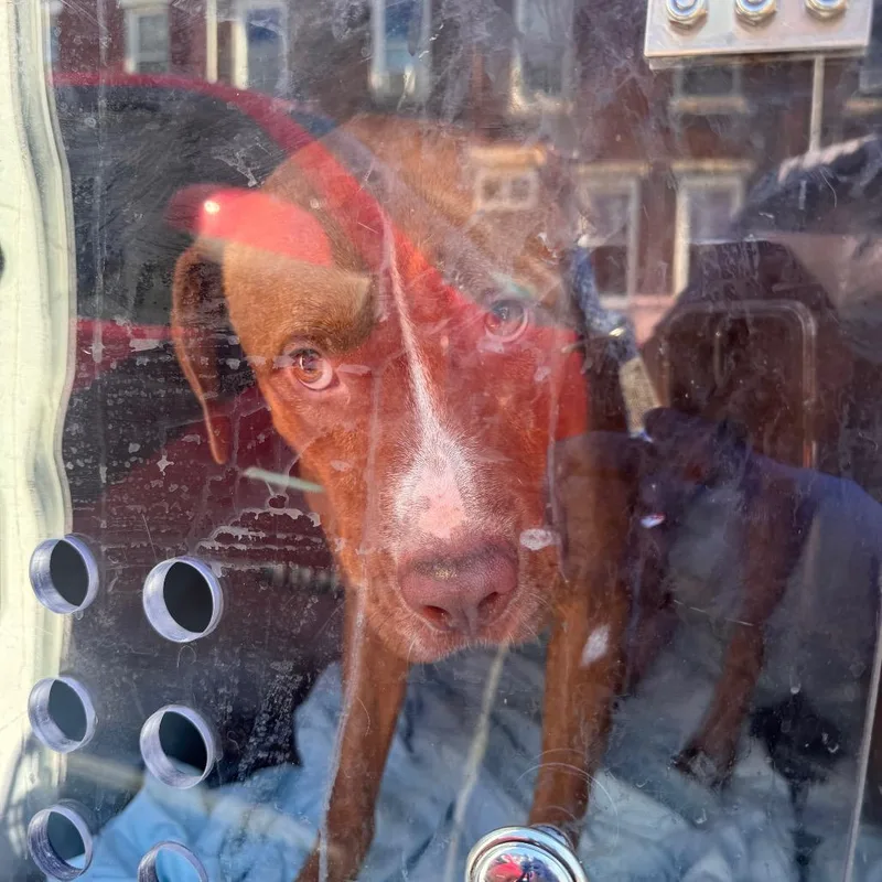 A young large-sized male Brown / Chocolate Pit Bull Terrier dog named Nino for adoption in Philadelphia, PA