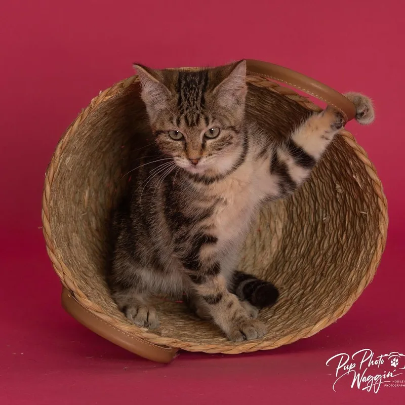 A baby small-sized female Brown / Chocolate Domestic Short Hair cat named Monica for adoption in Tulsa, OK