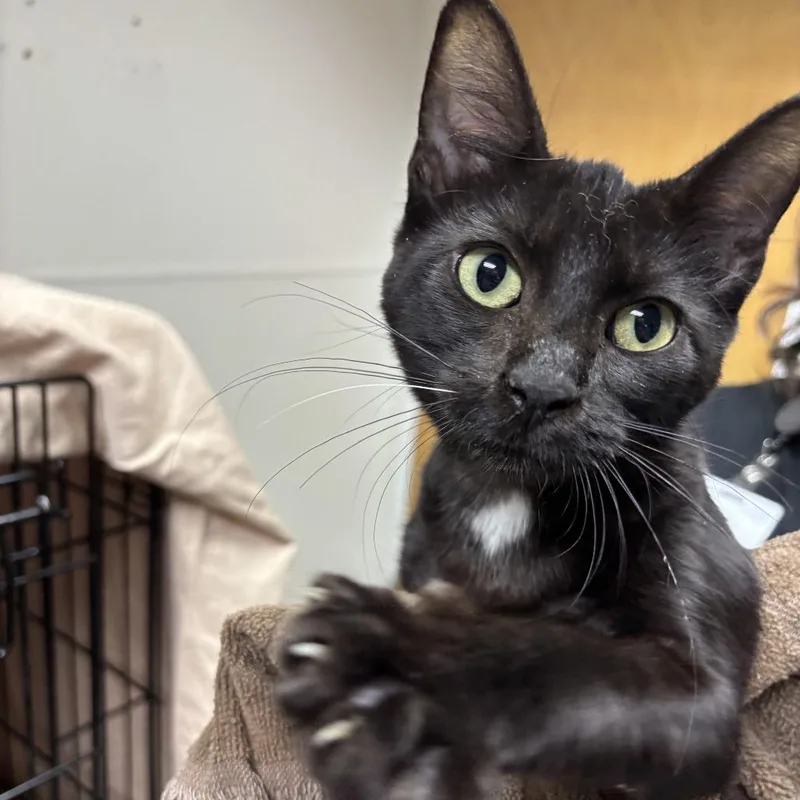 A baby small-sized female Domestic Short Hair cat named Ruby for adoption in Tacoma, WA