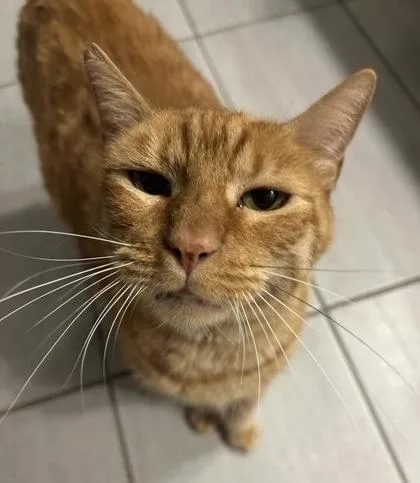 Cheeto thumbnail 2