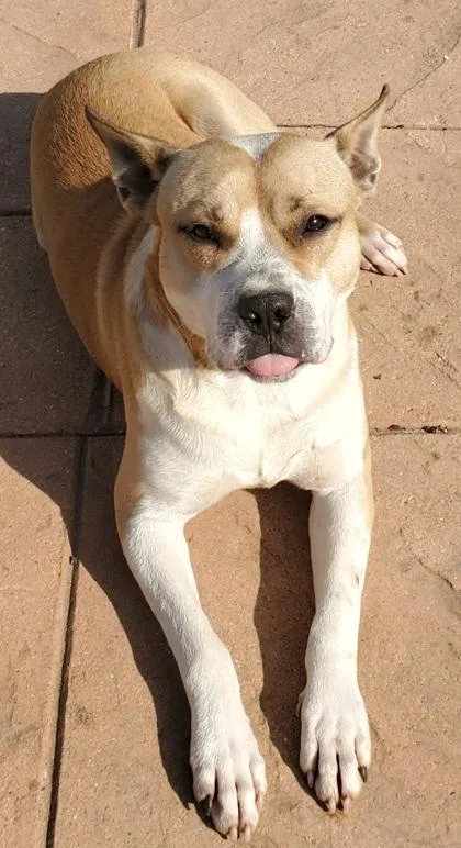 An adult medium-sized male Terrier dog named Pablo for adoption in Shreveport, LA