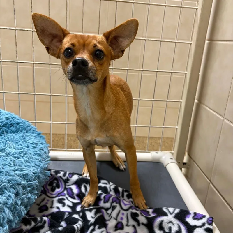 An adult small-sized male Chihuahua dog named Radar for adoption in Kerrville, TX