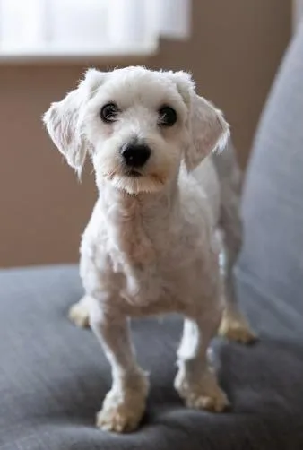 An adult small-sized male White / Cream Bichon Frise dog named Link for adoption in Troy, MI