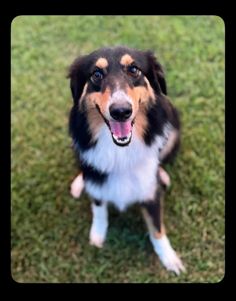 Roscoe thumbnail 3