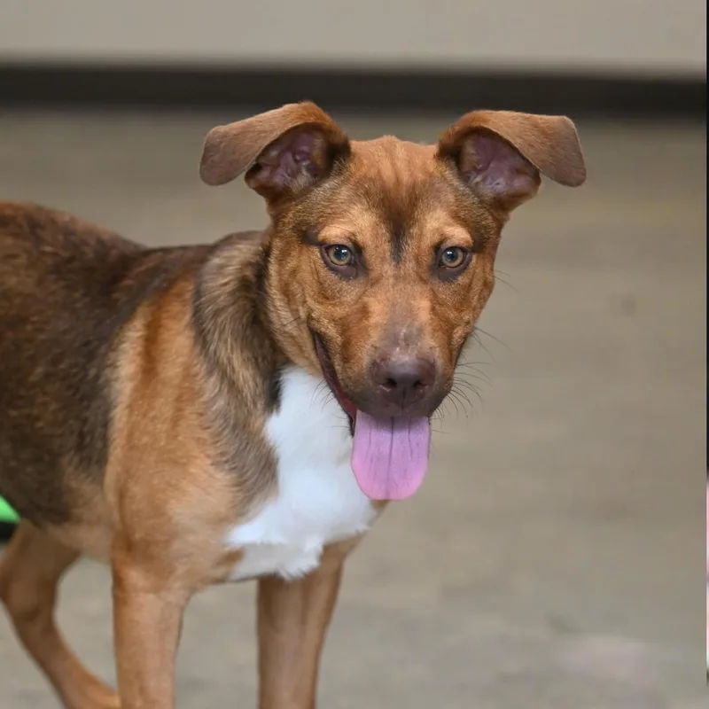 A young large-sized male Golden Shepherd dog named Linx for adoption in Hot Springs, AR