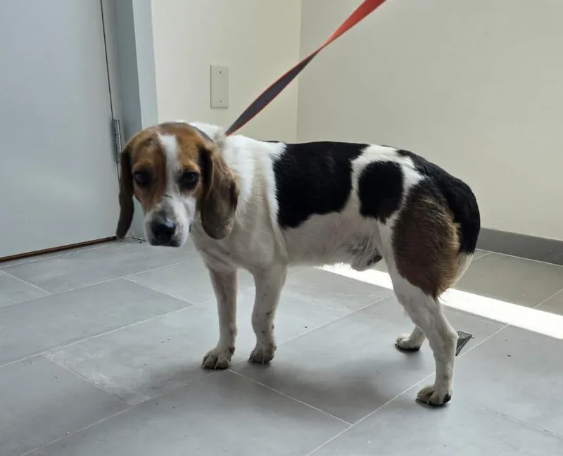 A young medium-sized male Beagle dog named Galvez for adoption in New Orleans, LA