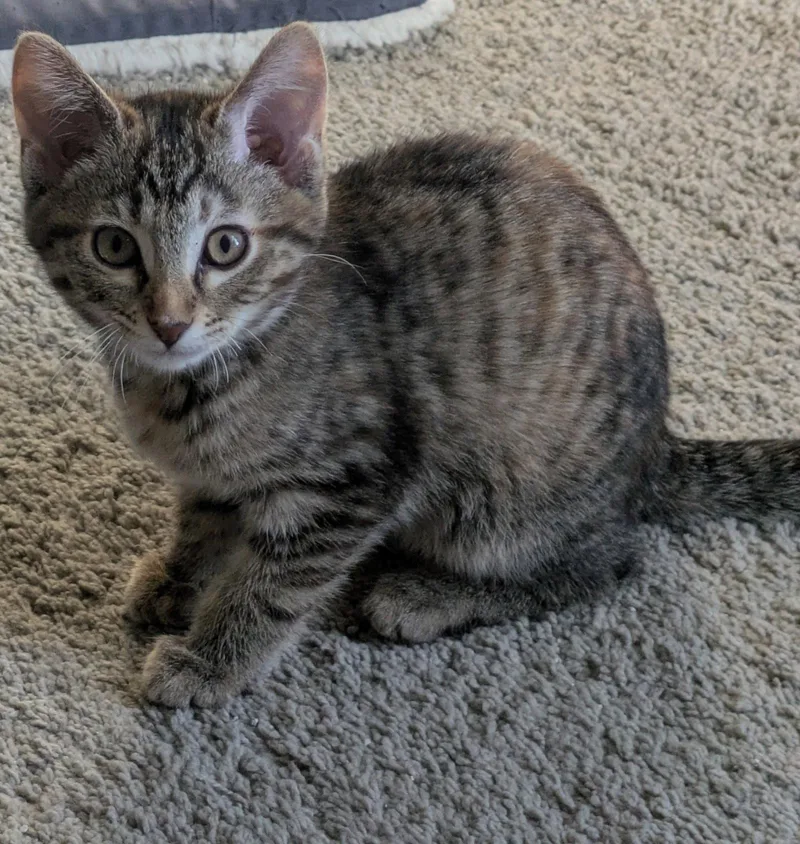 A baby medium-sized female Domestic Short Hair cat named Blueberry for adoption in Island Lake, IL