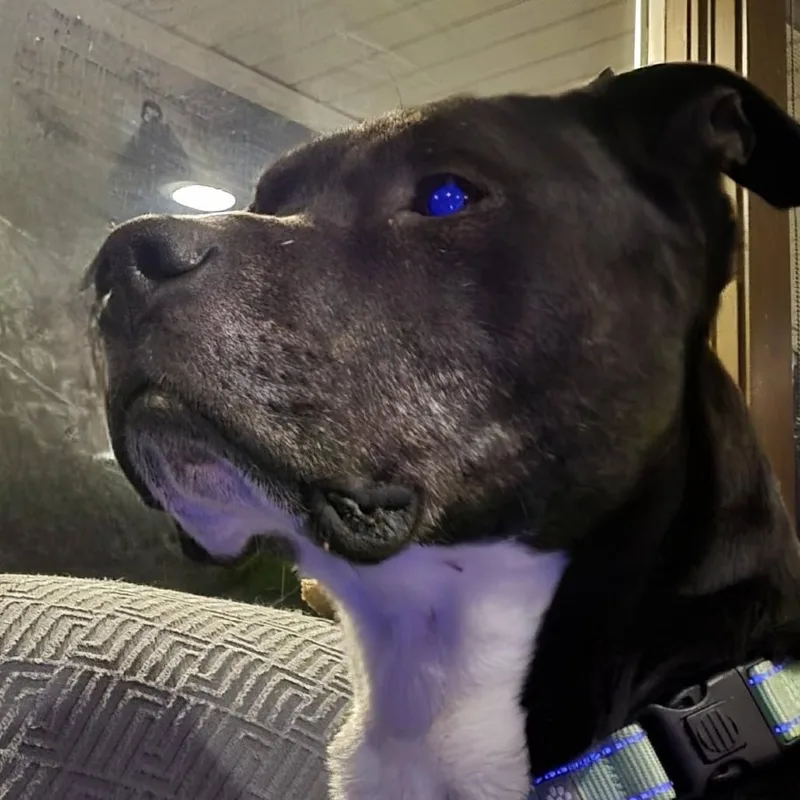 Zeus thumbnail 3