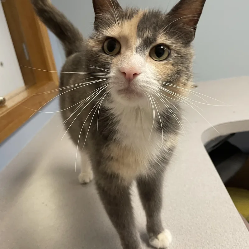 An adult medium-sized female Dilute Calico Domestic Short Hair cat named Valkyrie for adoption in Monson, MA