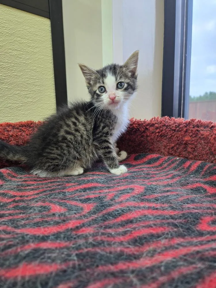 A baby small-sized male Black & White / Tuxedo Domestic Short Hair cat named Truman for adoption in Shawnee, OK