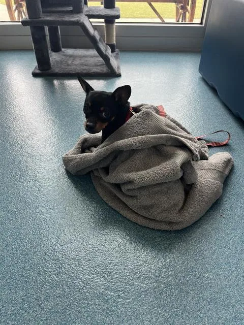 A young small-sized female Chihuahua dog named Mochi for adoption in Pearland, TX