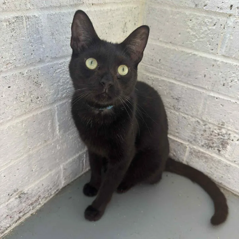 An adult small-sized male Domestic Short Hair cat named Paul for adoption in Flint, TX
