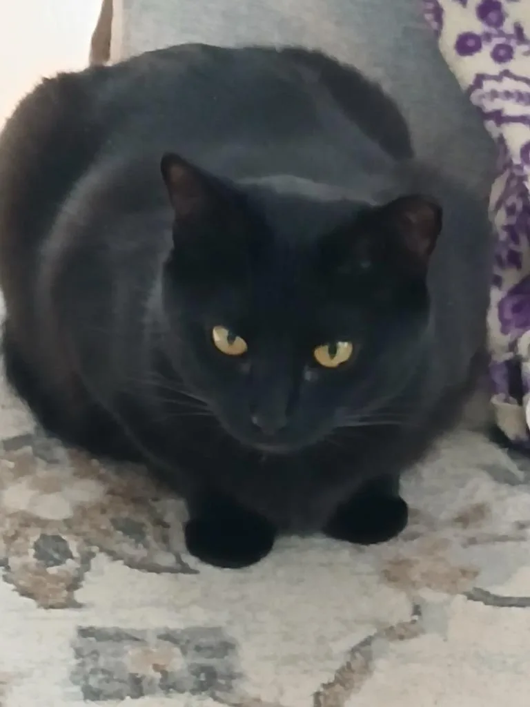 A young medium-sized female Domestic Short Hair cat named Luna for adoption in New Kensington, PA
