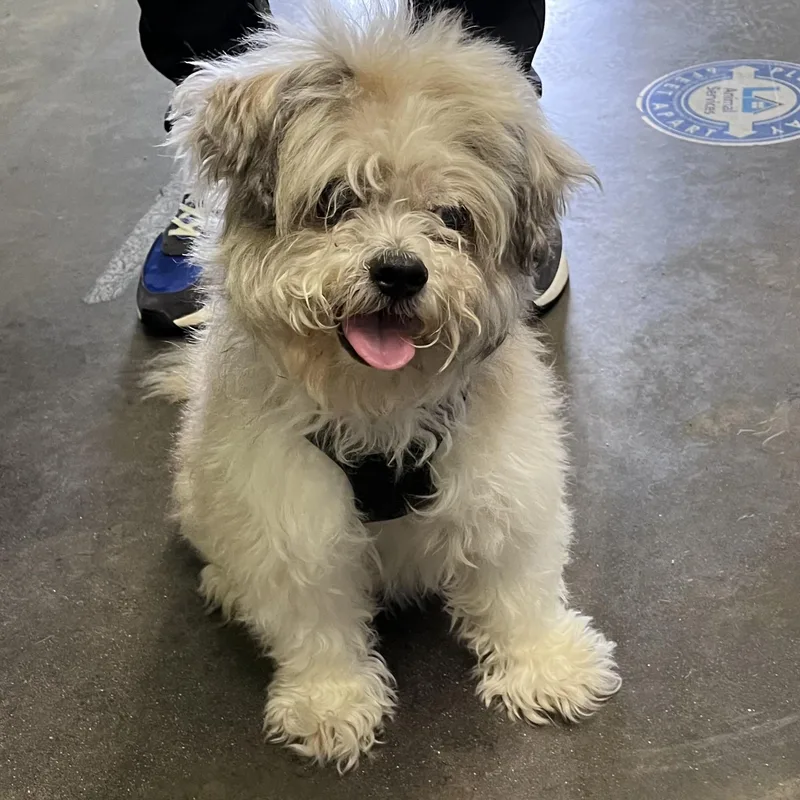 A senior medium-sized male Shih Tzu dog named Royal for adoption in Los Angeles, CA