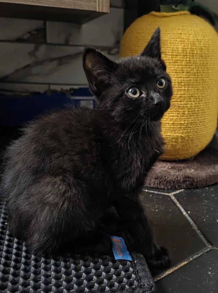 A baby small-sized male Domestic Short Hair cat named Tuna for adoption in Chicago, IL