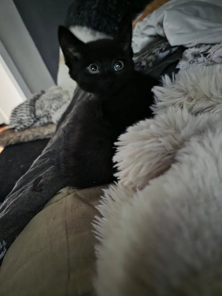 Tuna thumbnail 4