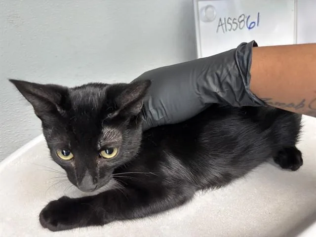 A baby small-sized male Domestic Short Hair cat named Nopal for adoption in Antioch, CA