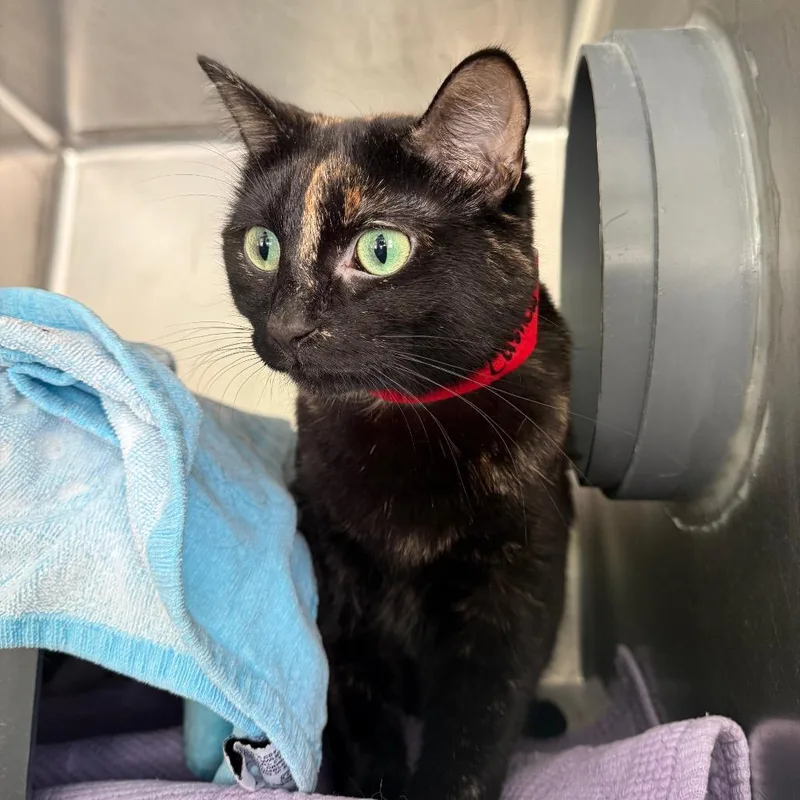 An adult large-sized female Black Domestic Short Hair cat named Cashew for adoption in Chicago, IL