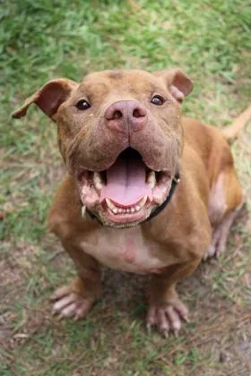 An adult large-sized male Terrier dog named b Ozzy O for adoption in North Charleston, SC