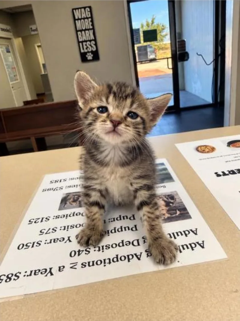 A baby medium-sized female Domestic Short Hair cat named Tizzy for adoption in Winfield, KS