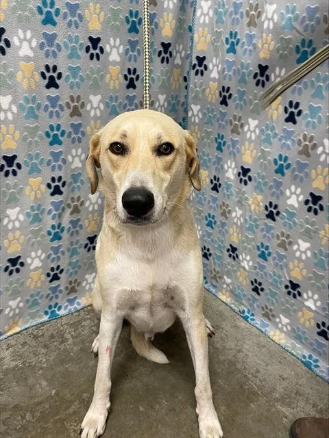 An adult large-sized male Labrador Retriever dog named Henry for adoption in Rosenberg, TX