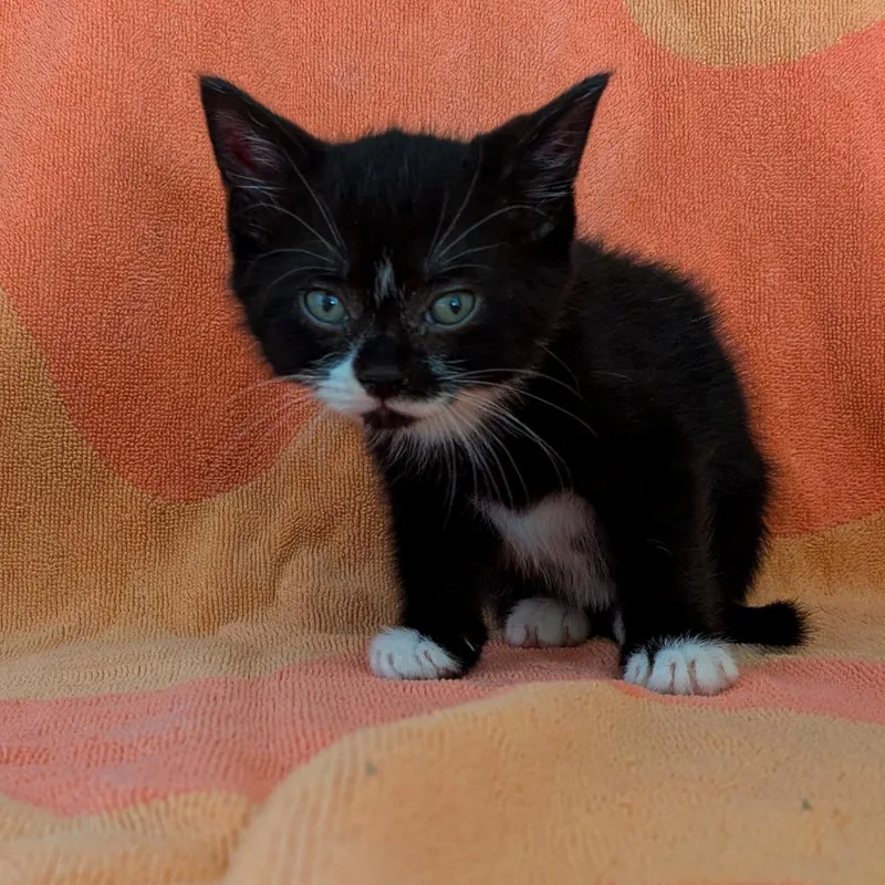 A baby small-sized male Black Domestic Short Hair cat named Juniper for adoption in Portland, OR