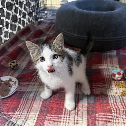 A young small-sized male Domestic Short Hair cat named Woody for adoption in Seven Valleys, PA