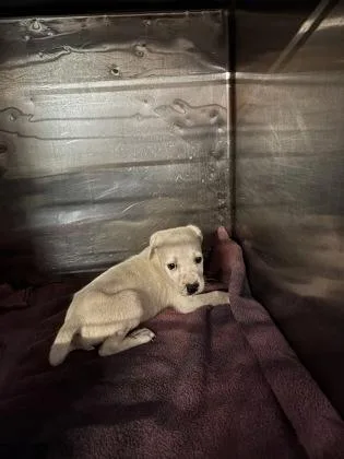 A baby small-sized male White / Cream Mixed Breed dog named 61104456 for adoption in El Paso, TX