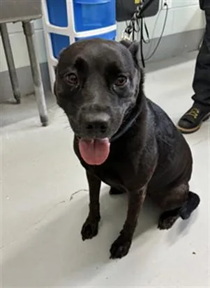 An adult medium-sized female Labrador Retriever dog named Harley for adoption in Corpus Christi, TX