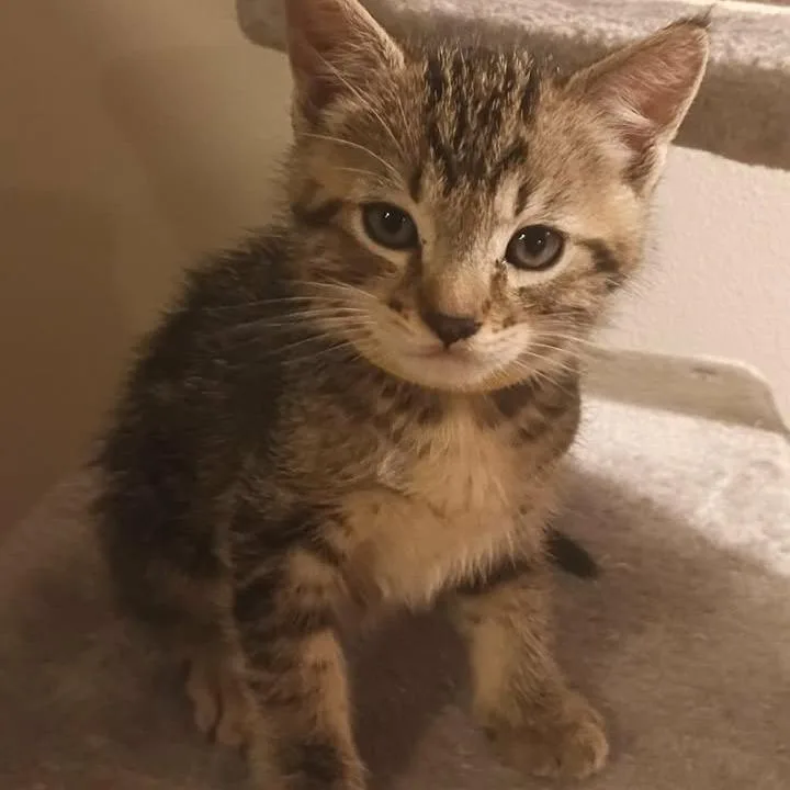 A baby small-sized female Brown / Chocolate Domestic Short Hair cat named Tea yellow for adoption in Ferndale, WA
