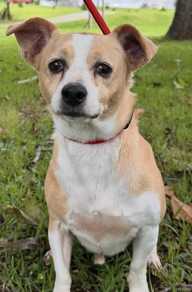 An adult small-sized male Brown / Chocolate Jack Russell Terrier dog named Beaumont for adoption in Washington, DC