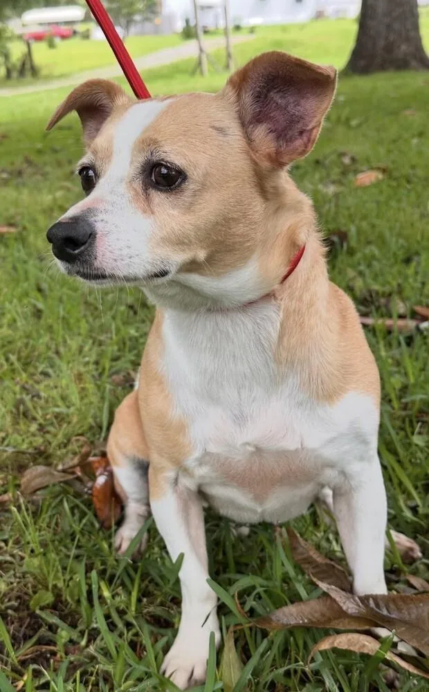 Beaumont thumbnail 4