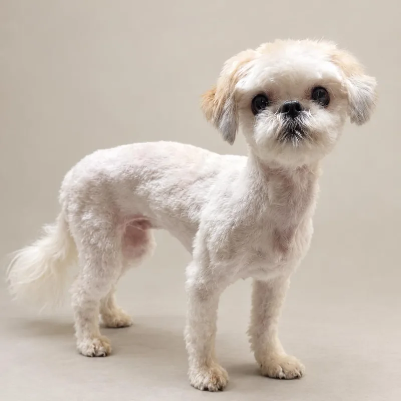 A young small-sized female Shih Tzu dog named Lyra for adoption in Little Rock, AR