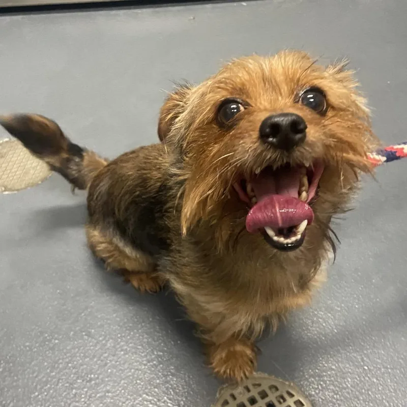 An adult small-sized male Brown / Chocolate Terrier dog named Astro Boy for adoption in Allentown, PA