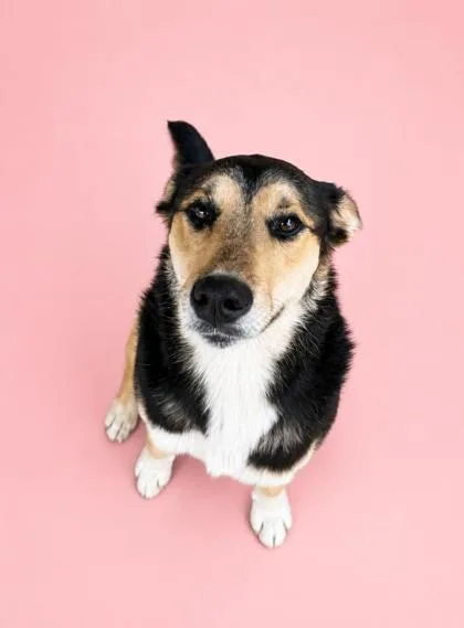 An adult small-sized female Shepherd dog named Shayla for adoption in Bowling Green, KY