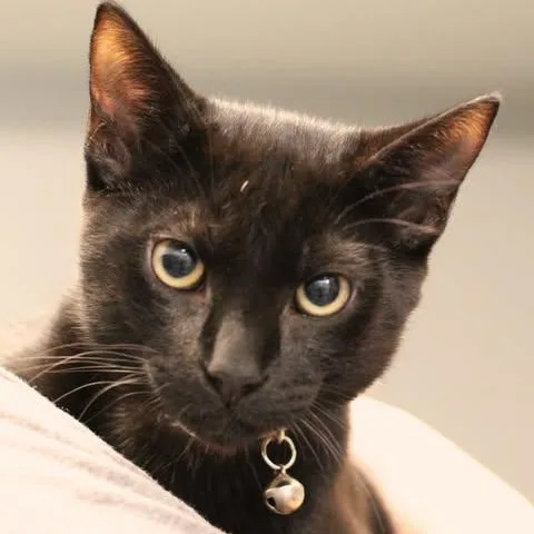 A young small-sized male Black Domestic Short Hair cat named 26-01235 for adoption in Fredericksburg, VA