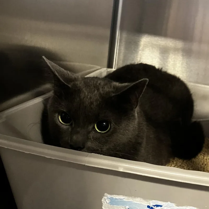 An adult small-sized female Gray / Blue / Silver Domestic Short Hair cat named Sherry for adoption in Newark, DE