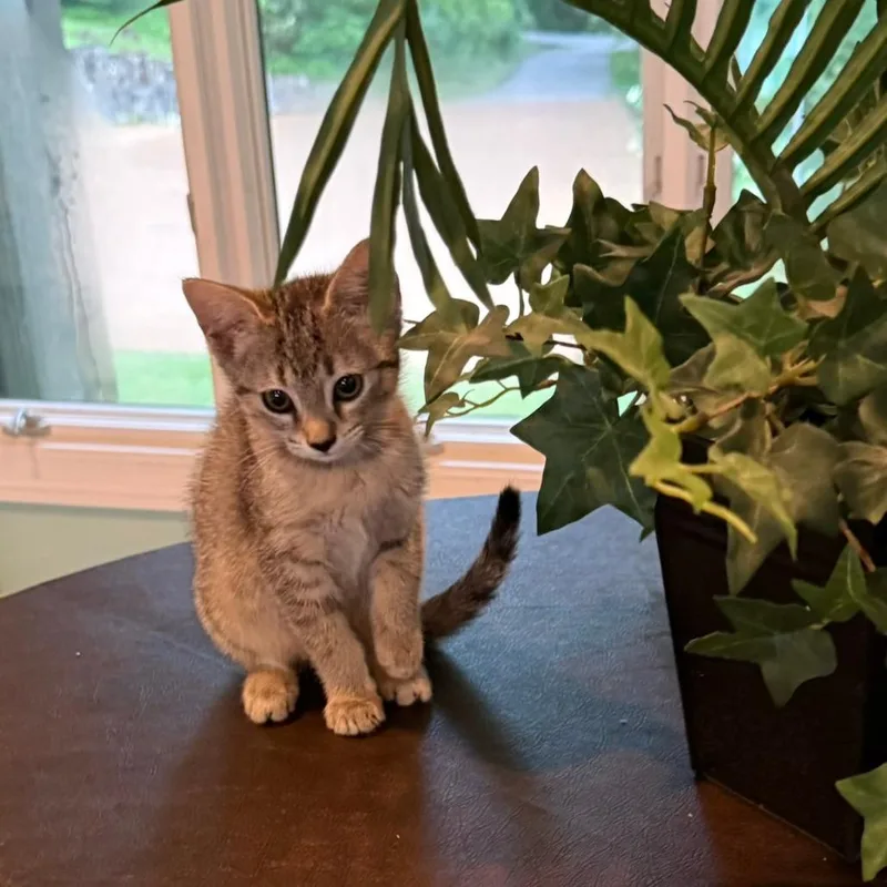 A baby small-sized female Brown / Chocolate Domestic Short Hair cat named Ragu for adoption in Chattanooga, TN