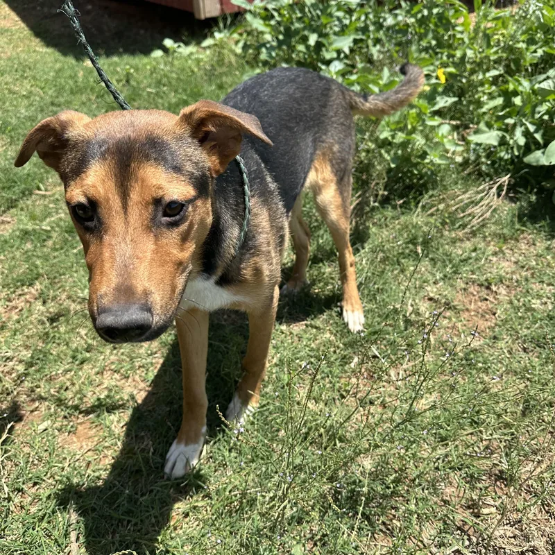 Woodstock thumbnail 3